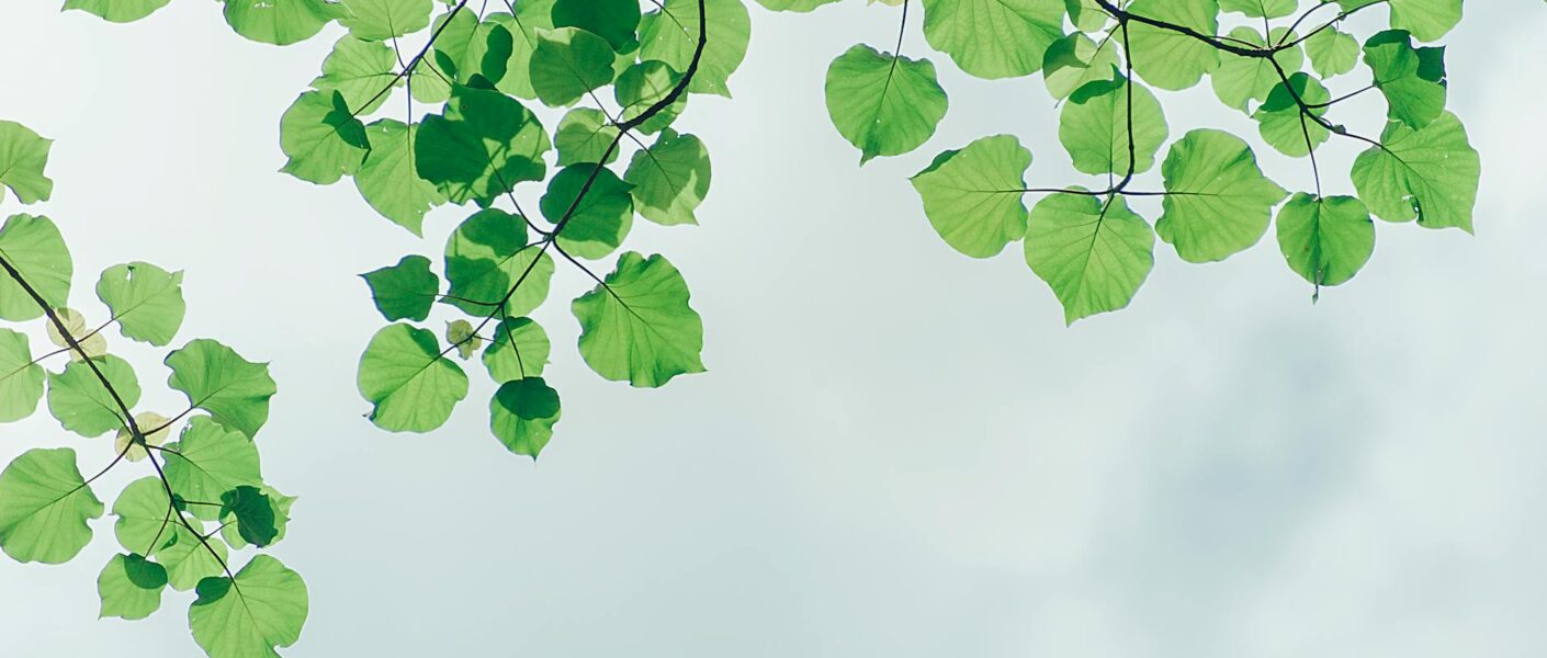 photography of leaves under the sky