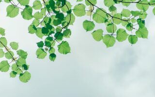 photography of leaves under the sky